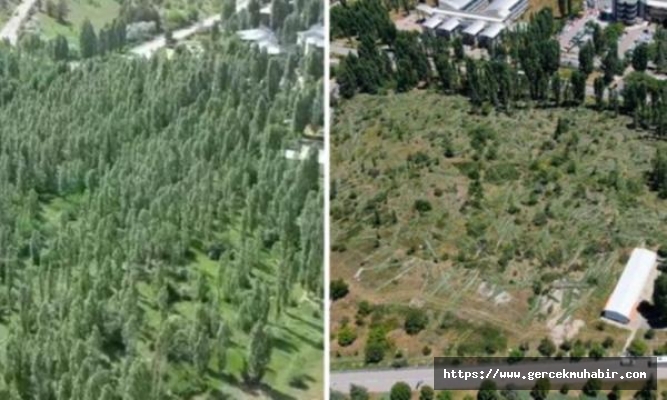 ODTÜ'deki ağaç katliamı böyle görüntülendi