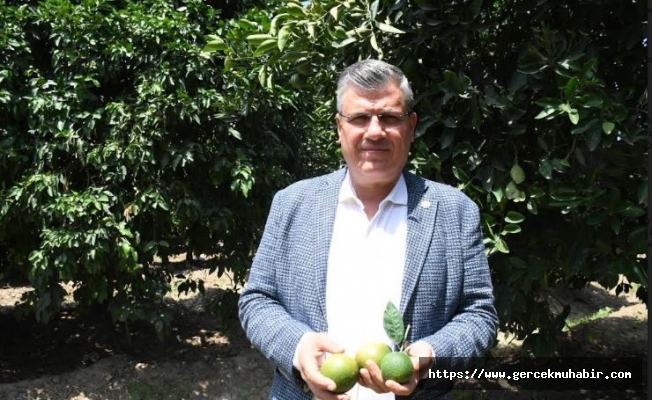 "Rekolte kaybı nedeniyle kışın narenciye ürünleri cep yakacak"