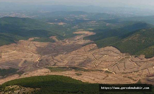 Kanadalı şirketin Kaz Dağları’ndaki çevre katliamı sürüyor!