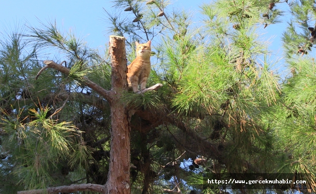 BODRUM'DA BELEDİYE EKİPLERİ SOKAK KEDİSİ İÇİN SEFERBER OLDU