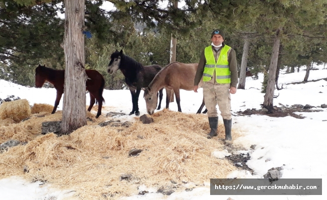 KARBOĞAZI BÖLGESİNDEKİ YILKI ATLARINA BÜYÜKŞEHİR EKİPLERİ YEM VERDİ