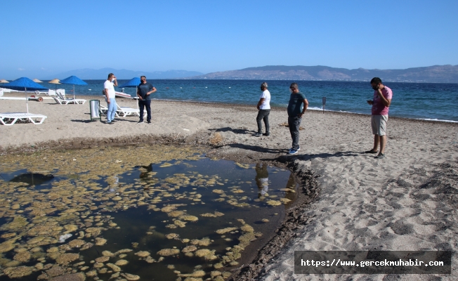 BODRUM BELEDİYESİ EKİPLERİNDEN AZMAĞA CANSUYU