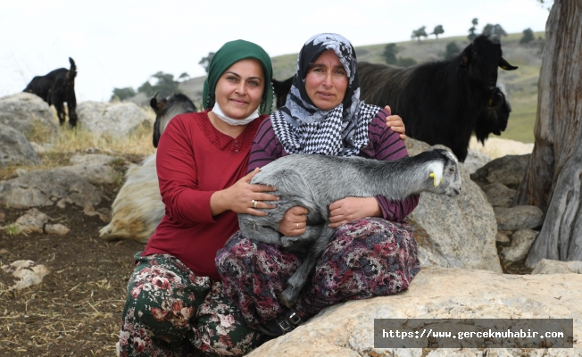 Konyaaltı’nda hayvan yetiştiricilerini mutlu eden hibe