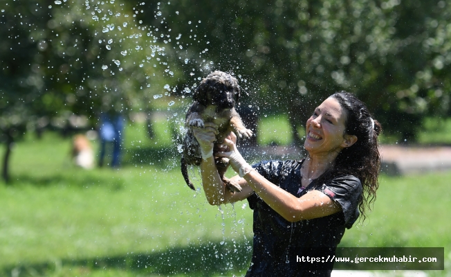 Konyaaltı'nda Köpekler banyo seansıyla serinledi