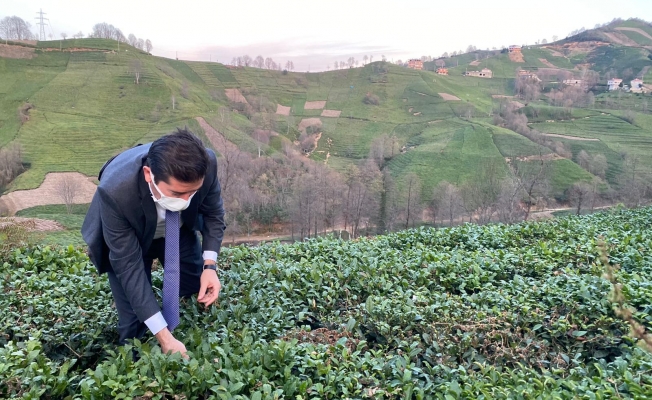 CHP’li Kaya’dan ÇAY-KUR Tepkisi; “Trabzon’a Haksızlık Yapıldı"