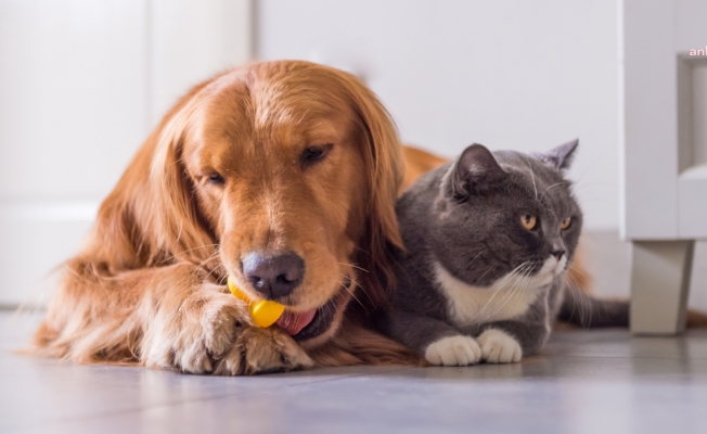 Bayram Öncesi Kedi Köpek Otellerine Yoğun İlgi