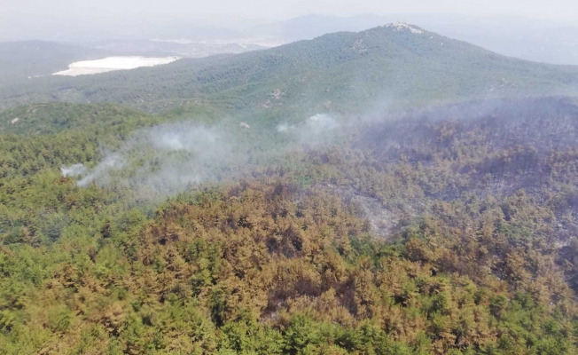 Muğla Milas'ta orman yangını yeniden başladı