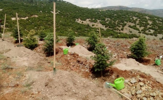 Türkiye Ormancılar Derneği: Salda’ya yanlış fidan diktiler