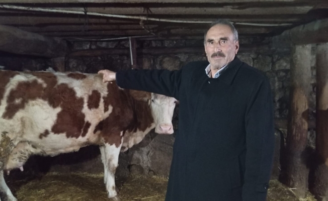 Kahramanmaraş'lı süt üreticisi: "Aldığım yem pahalı verdiğim süt ucuz"