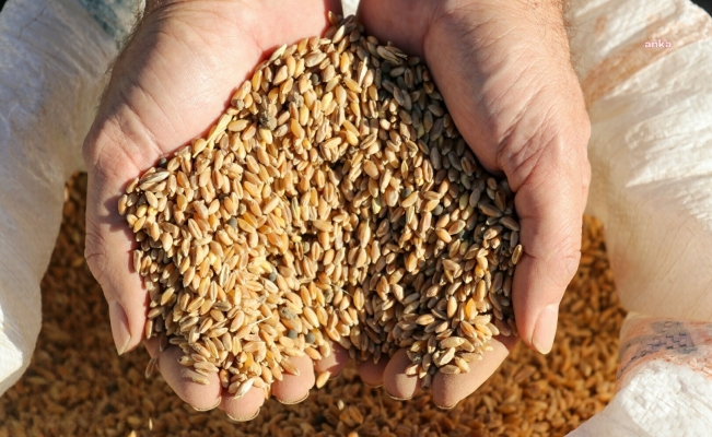 Buğday üreticileri TMO'nun taban fiyatı açıklamasını bekliyor