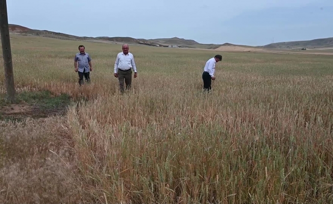 Yozgat’ta sıcak hava ve kuraklık nedeniyle, ekinler zarar gördü