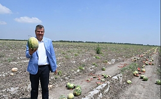 "Üretici desteklenmeyince karpuz tarlada kaldı"