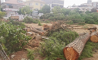 Hem Bina Yıkıldı Hem Ağaçlar Katledildi