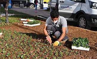 Konyaaltı, 155 bin mevsimlik bitkiyle süslendi