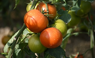 "Mağdur domates üreticisi çözüm bekliyor"