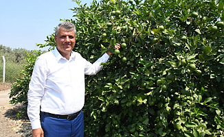 Limon üreticisine AKP'den ihracat darbesi