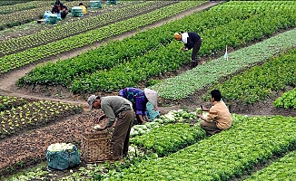 TÜİK: Tarım ürünleri üretici fiyatlarındaki yıllık fiyat artışı yüzde 148,90 oldu