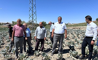 CHP’li Gürer: “Lahana da Üreticisinin Yüzünü Güldürmedi”